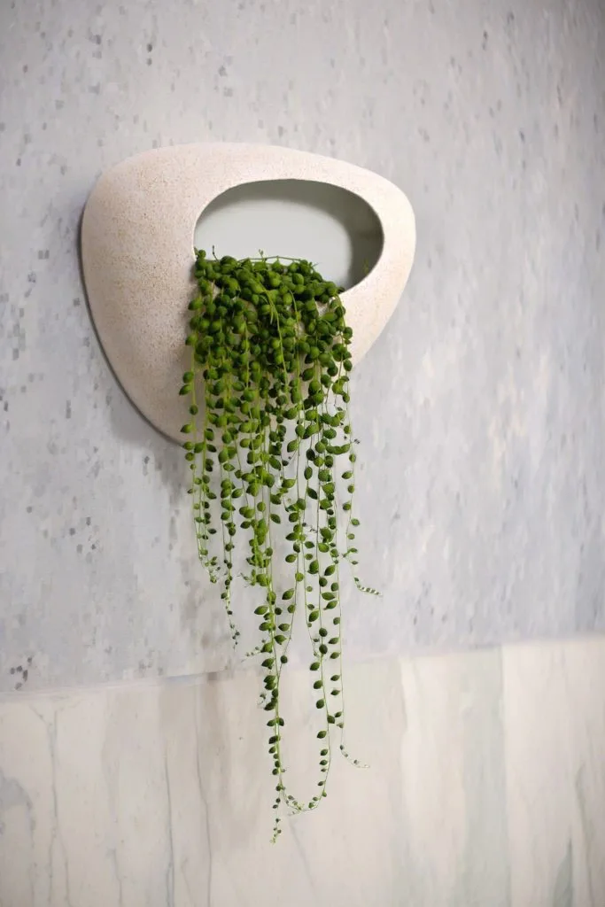 Stonemoon macetero para pared