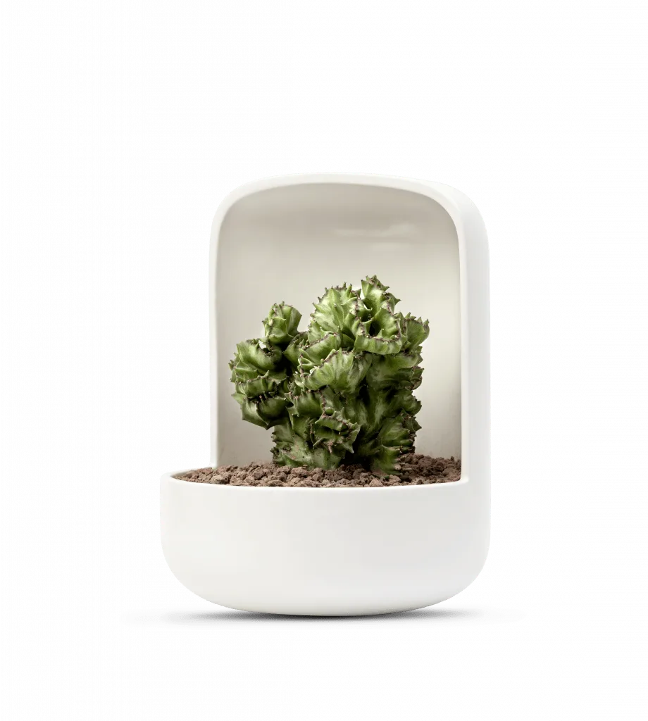 Ceramica plantas y diseno maceta design