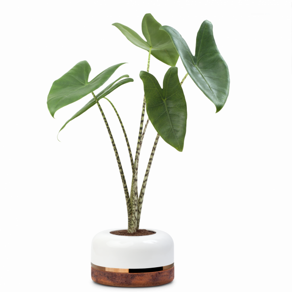 exclusive design planter stratum