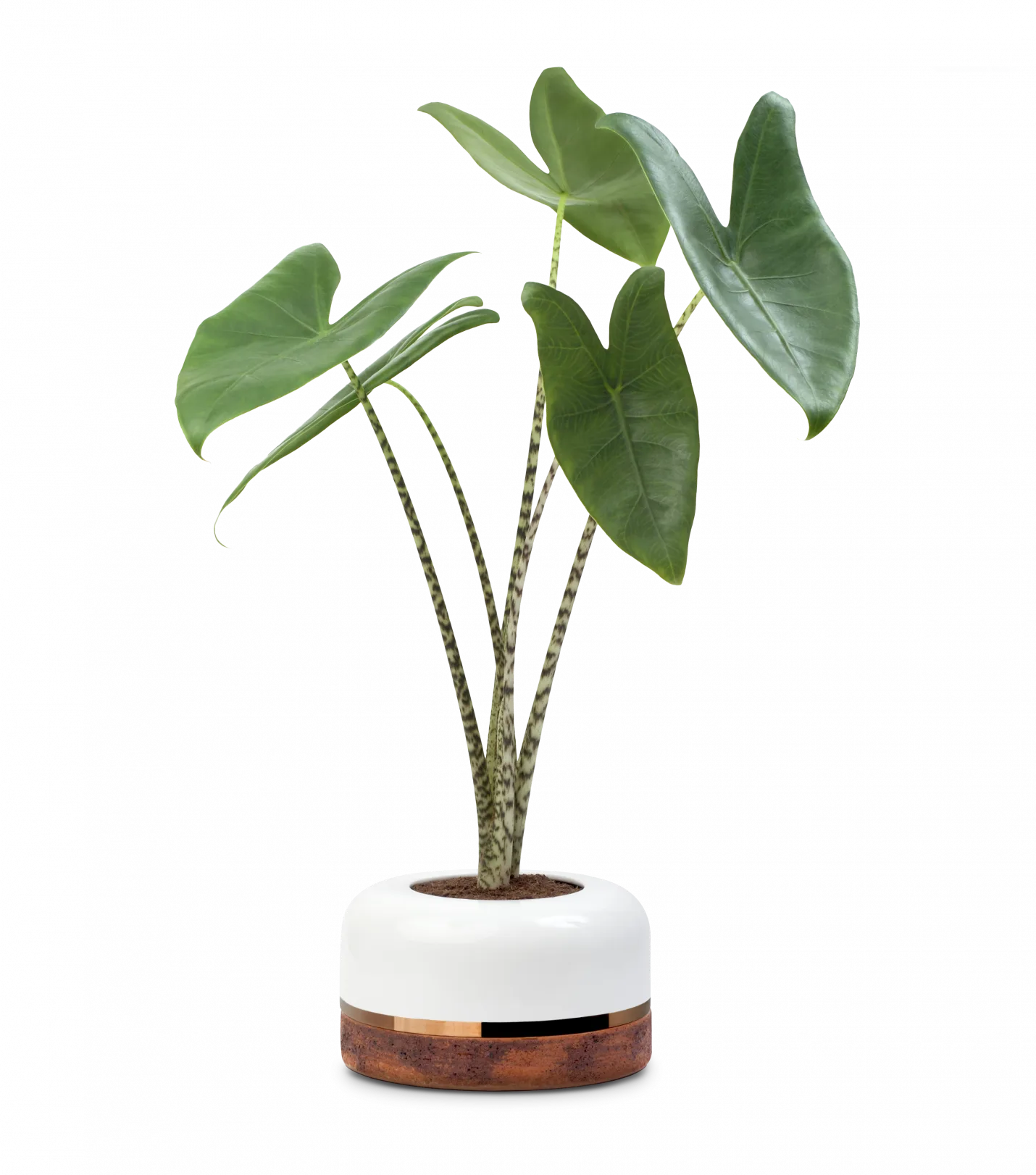 maceta exclusiva stratum