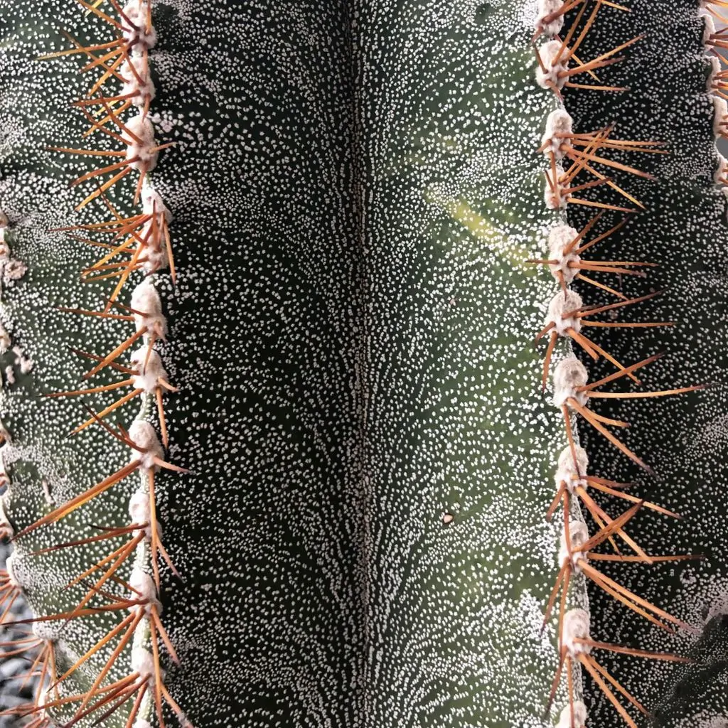 cactus pinxos