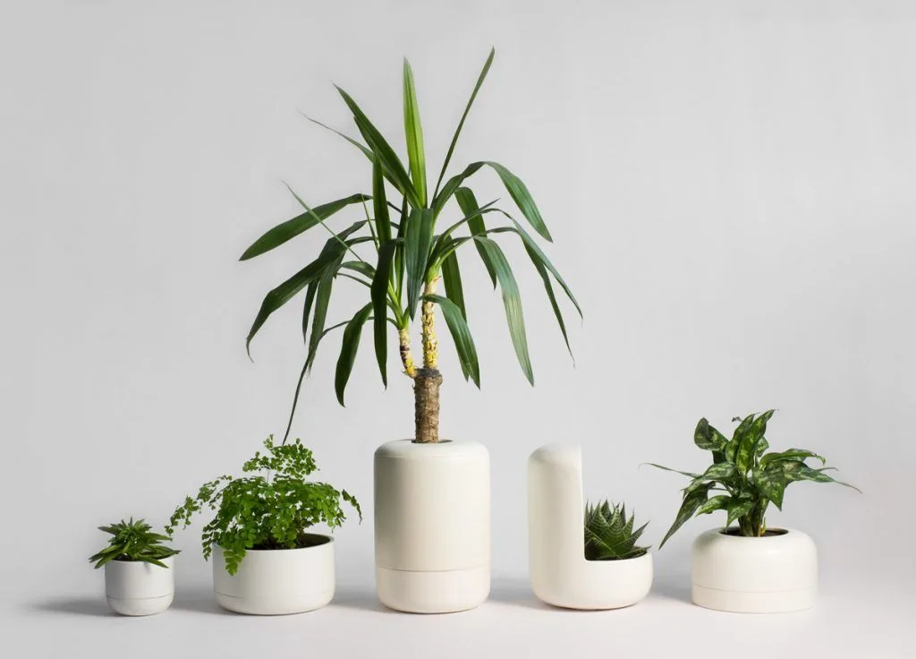 Ceramica plantas y diseno maceteros ceramicos