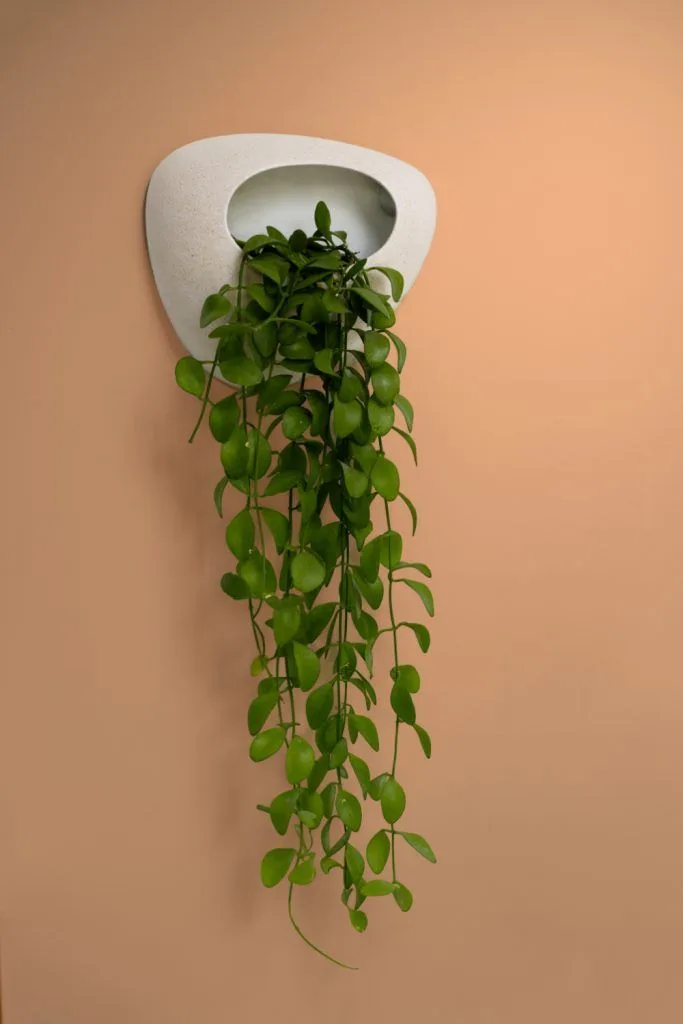 Stonemoon maceta de colgar pared