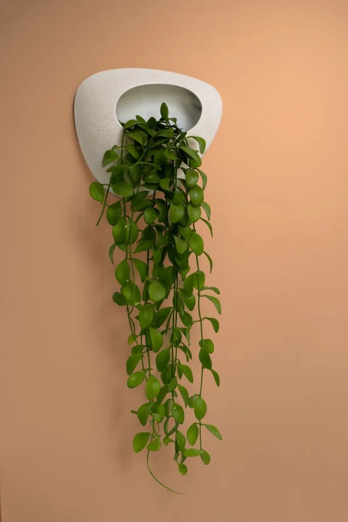 Stonemoon maceta de colgar pared