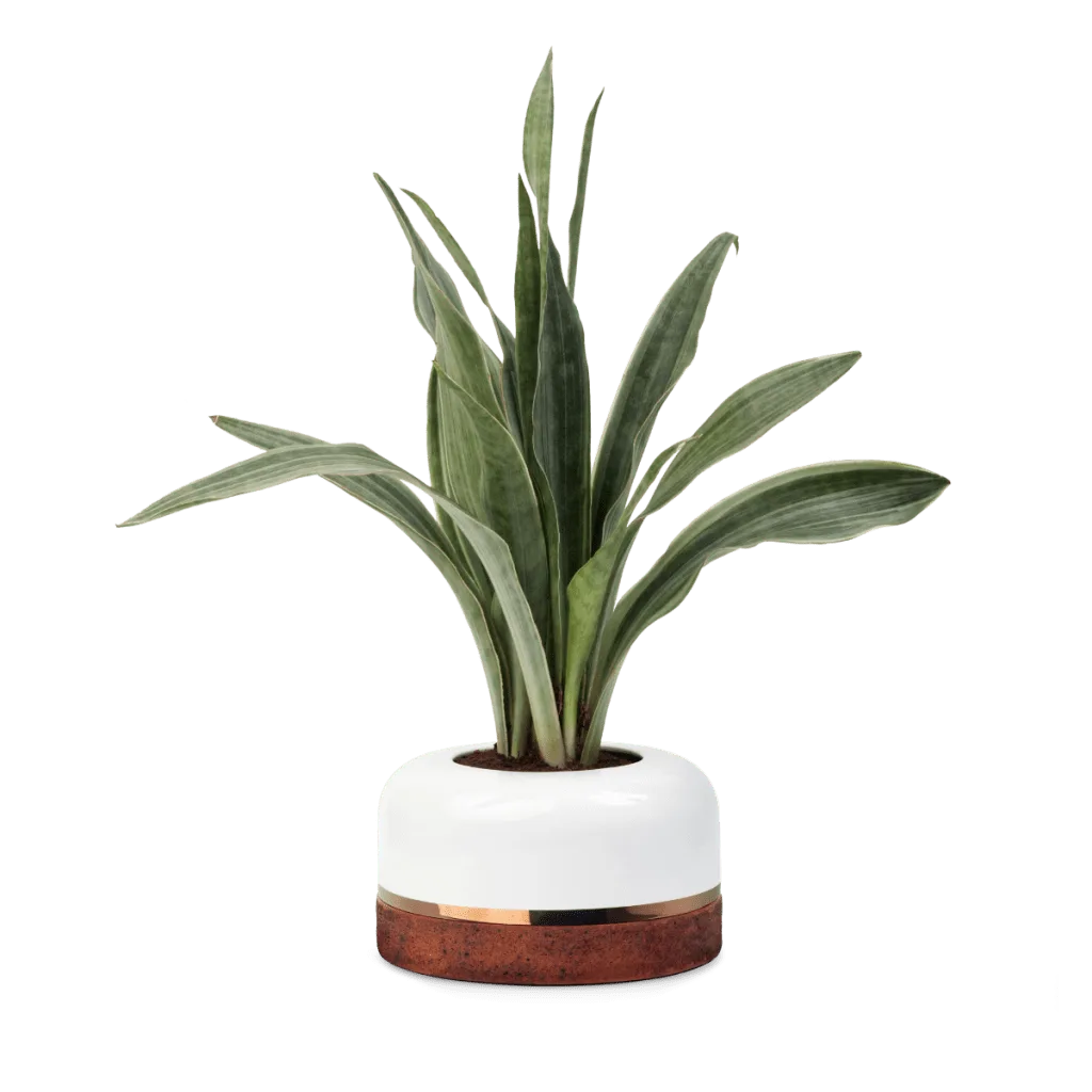 Stratum maceta de cerámica elegante
