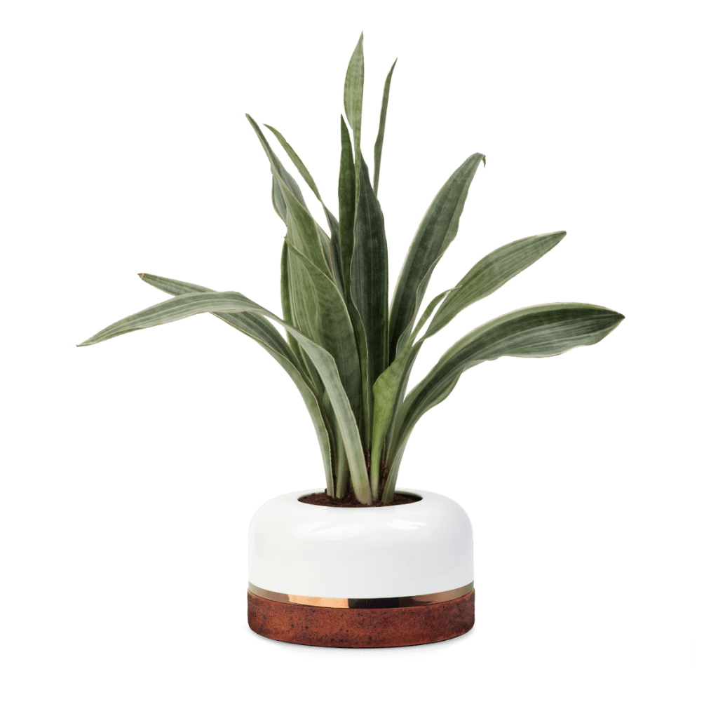 stylish-ceramic-plant-pot