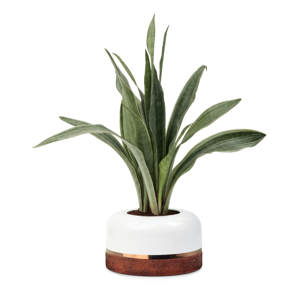 Stratum maceta de cerámica elegante