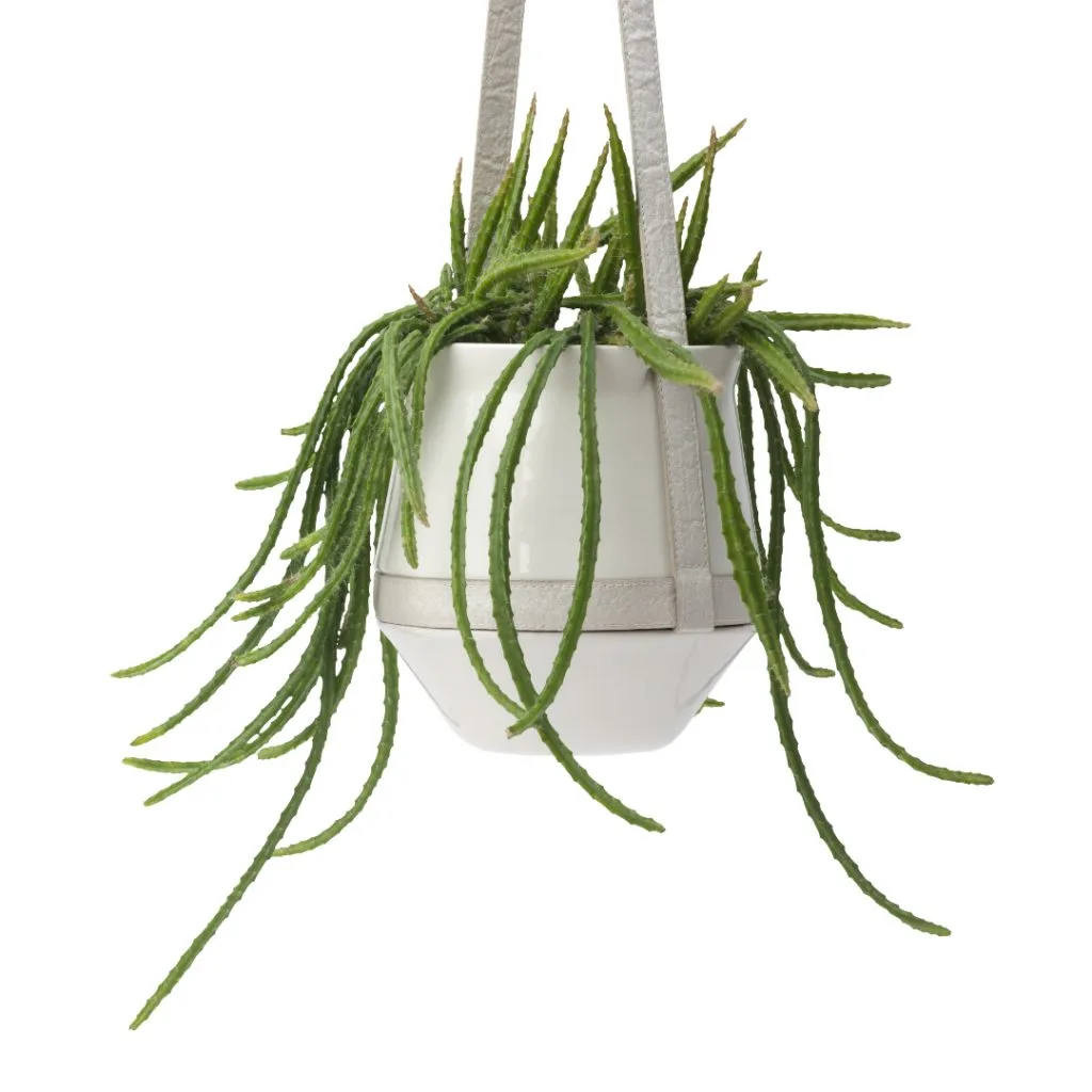 Plantas colgantes resistentes maceta colgante techo