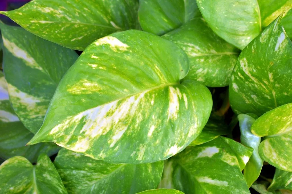 Plantas colgantes resistentes potus