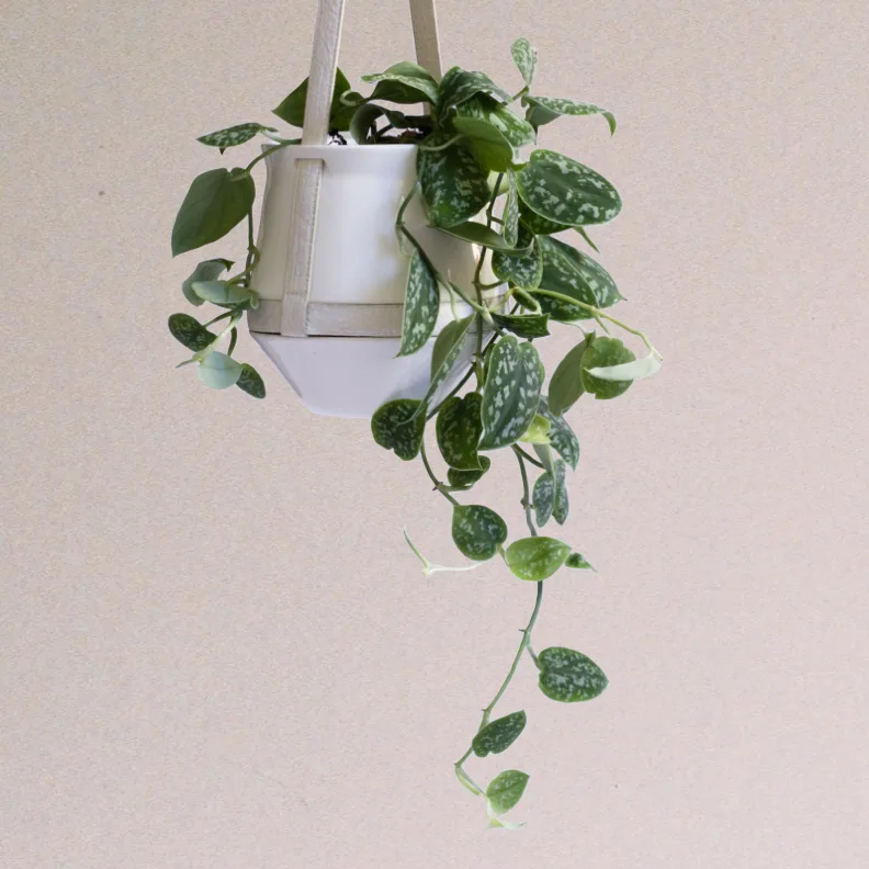 Plantas colgantes resistentes macetero para plantas colgantes