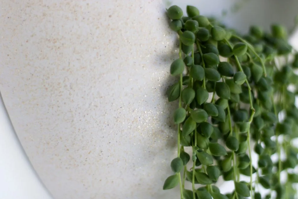 Plantas colgantes resistentes Senecio