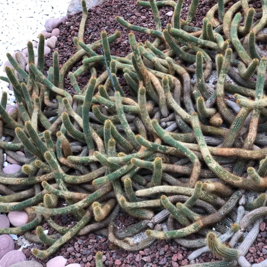 plantas raras