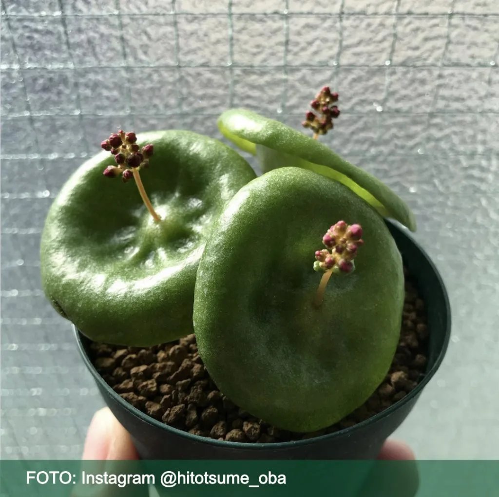 Estas son las 5 plantas raras que puedes tener en casa crassula umbrella
