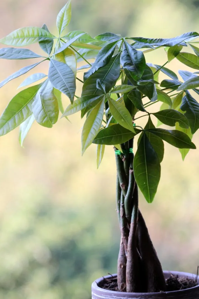 Estas son las 5 plantas raras que puedes tener en casa Pachira aquatica