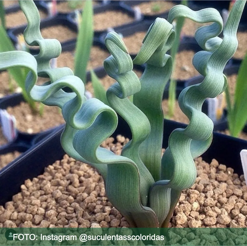 Estas son las 5 plantas raras que puedes tener en casa Trachyandra Tortilis
