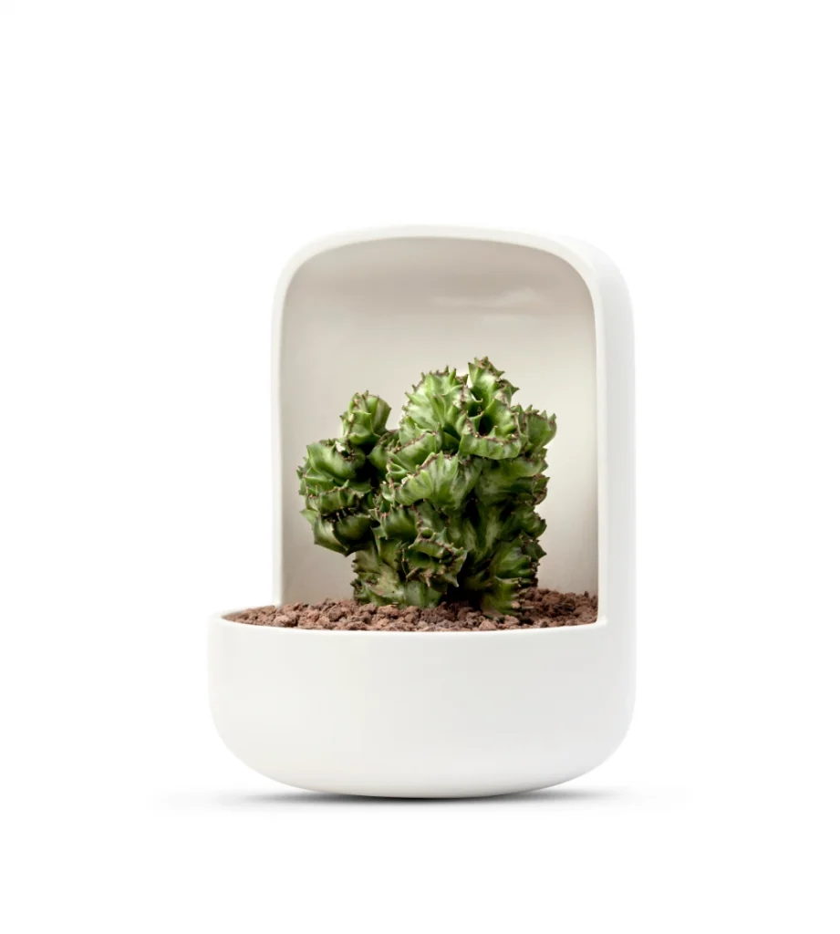 design plant pot