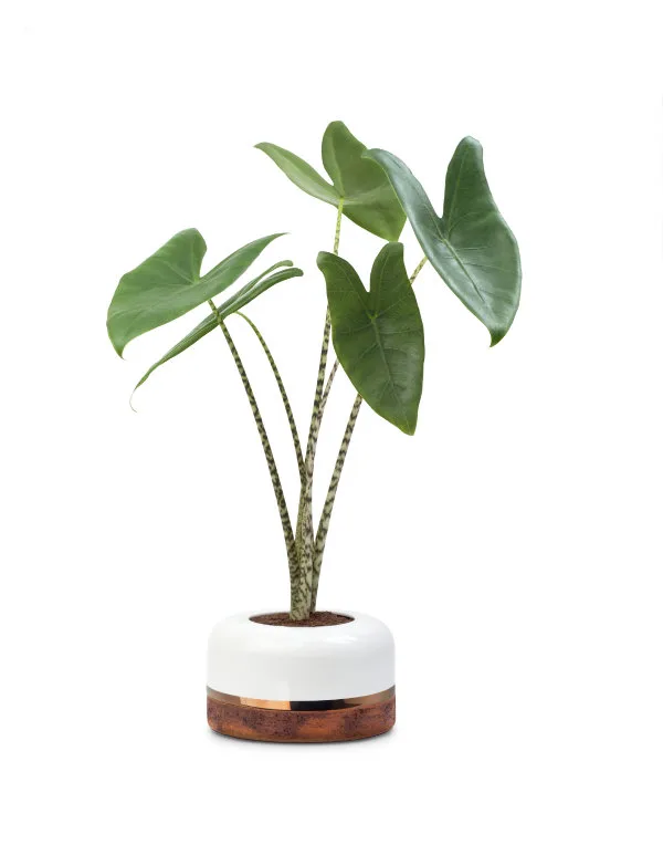 Ceramica plantas y diseno macetero minimalista