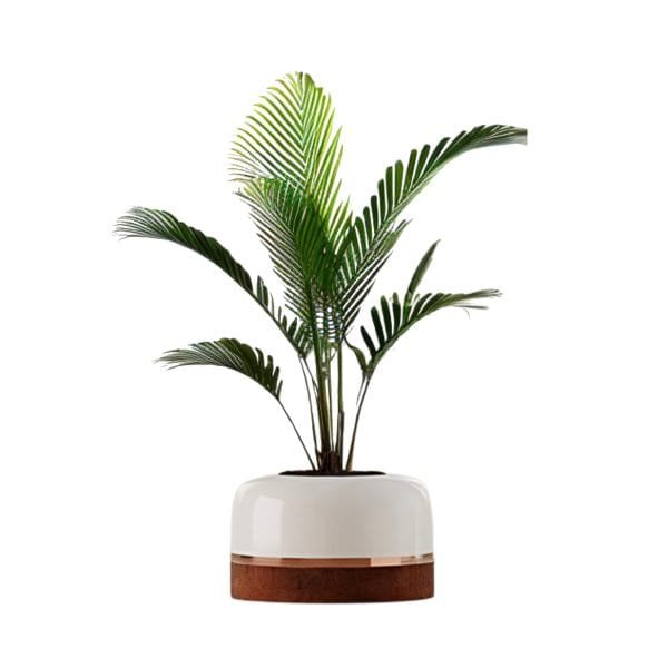 macetero elegante de interior